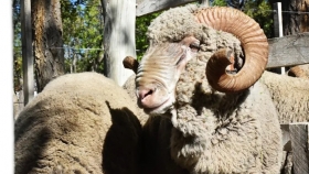 La lana toca máximos en siete años y el Merino apuesta a un repunte del stock ovino