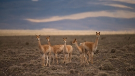 Una investigación evidencia cómo un parásito afecta a la fauna de los Altos Andes