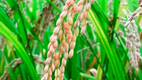 Brasil y Perú acapararon la exportación de arroz
