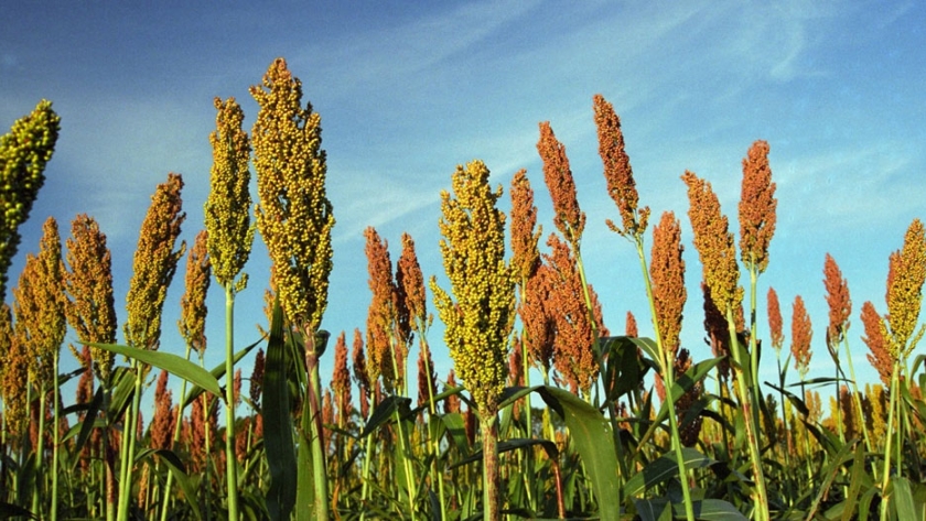 Pautas para la detección y manejo de las enfermedades en sorgo