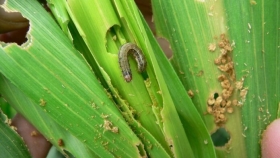 Plagas: alerta por oruga cogollera en maíz tardío y arañuela roja en soja