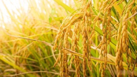 Argentina registra por primera vez virus RNMV en arroz
