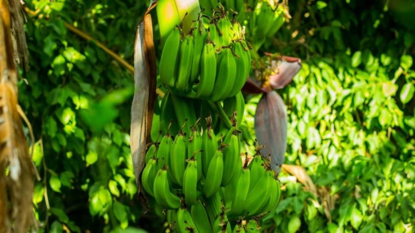 Banana: los productores colombianos enfrentan dos pandemias  