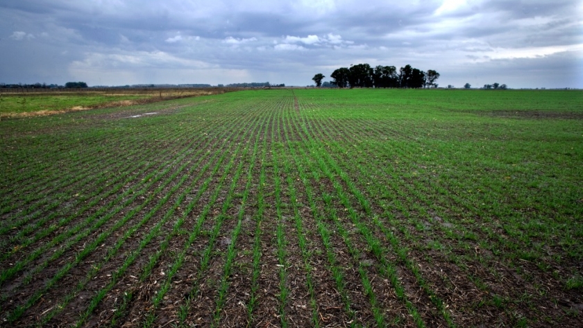 Entradas y salidas en el manejo de plagas: ¿qué está pasando en lotes de trigo?