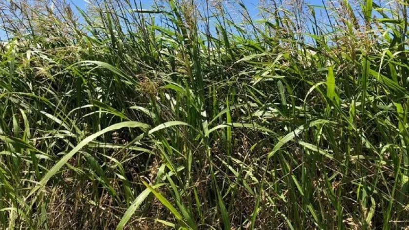 El sector agropecuario crecerá un 8,4% en 2024, según estimaciones del gobierno