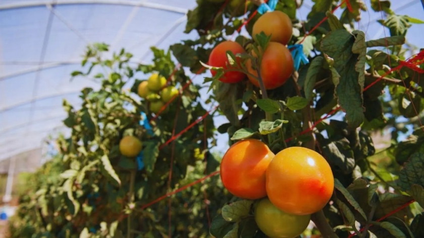 Instalan invernaderos para la producción de verduras bajo cubierta