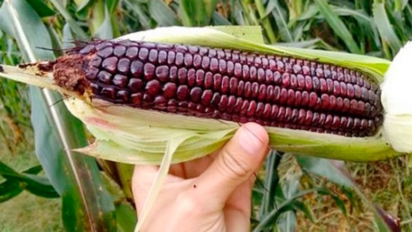 INASE aprobó moragro, el primer maíz morado en el país