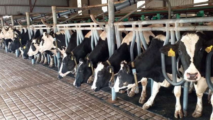 Sector lechero: más producción con menos vacas, menos tambos y menos crédito