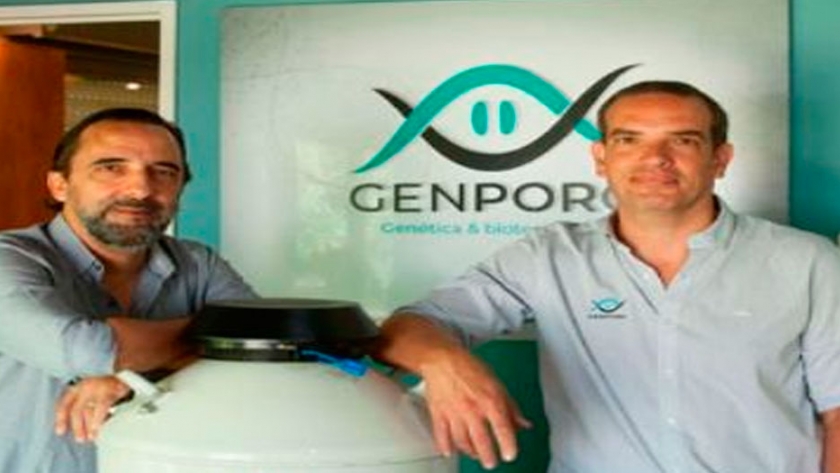 Genporc innovación biotecnológica en genética porcina