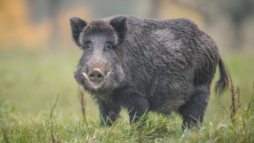 Alarmante propagación de especies invasoras en el noroeste argentino