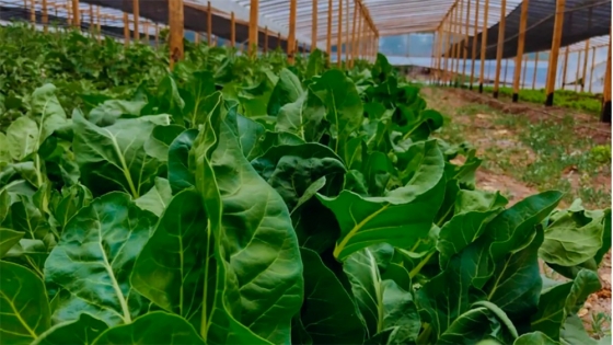 Tecnologías para producir hortalizas todo el año