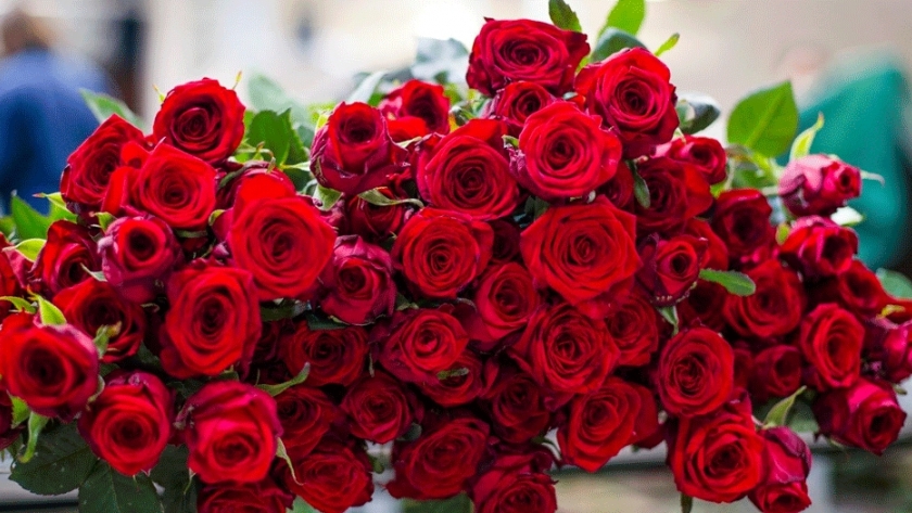 Estudian el potencial bioactivo de los pétalos de rosas