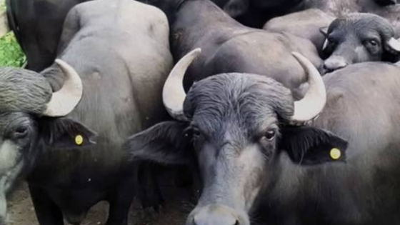 El búfalo, una opción productiva para tierras marginales