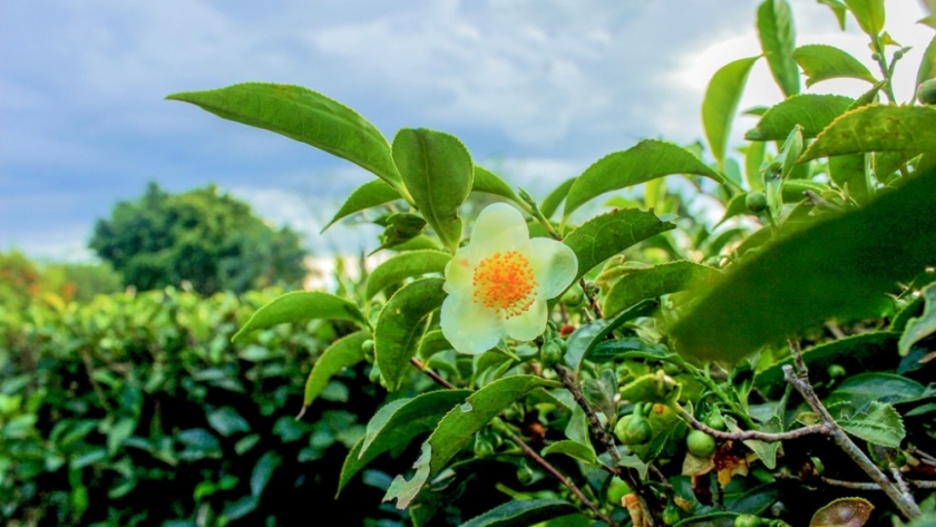 Por resolución ministerial se actualizó el precio del brote de té, una medida que beneficia a los productores