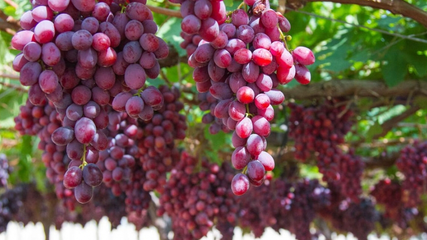 Guía: manejo de huertos de uva de mesa ante precipitaciones