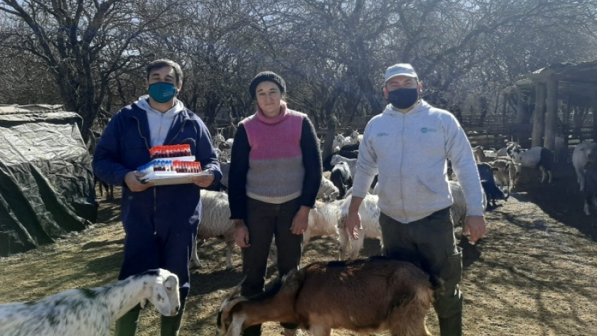 El Ministerio de Producción realizó tareas de sanidad en animales de productores caprinos