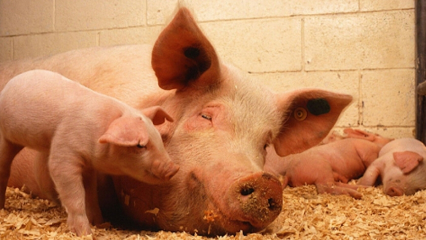 Brasil fortalece sus normas de bienestar animal y sostenibilidad en ganadería de porcino