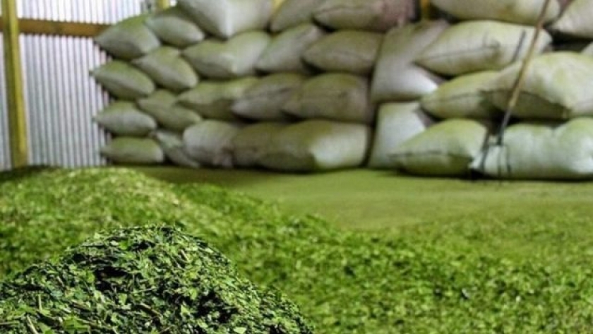 Yerba mate: el consumo interno y las exportaciones superaron los 104 millones de kilos en el primer cuatrimestre