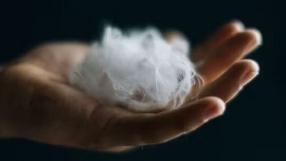 Una startup de EE.UU. usa IA y residuos para crear una alternativa sostenible al cashmere