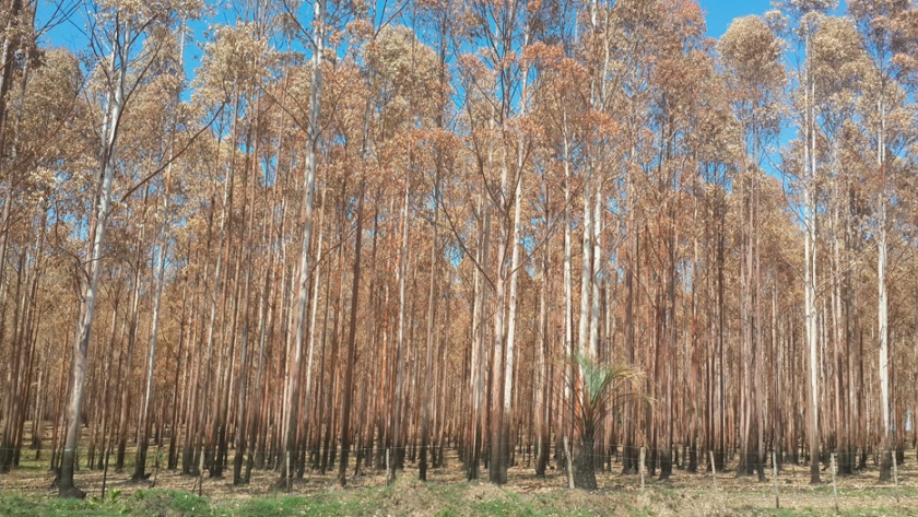 Verano: sequía y calor pueden afectar las forestaciones