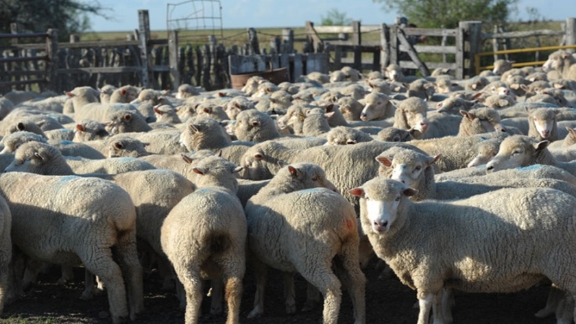 Cómo sigue la producción ovina y caprina durante la pandemia