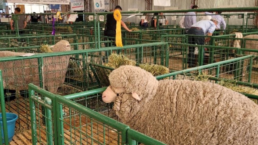 Provincia acompaña la 87° edición de la Exposición Ganadera de la Sociedad Rural de Comodoro Rivadavia