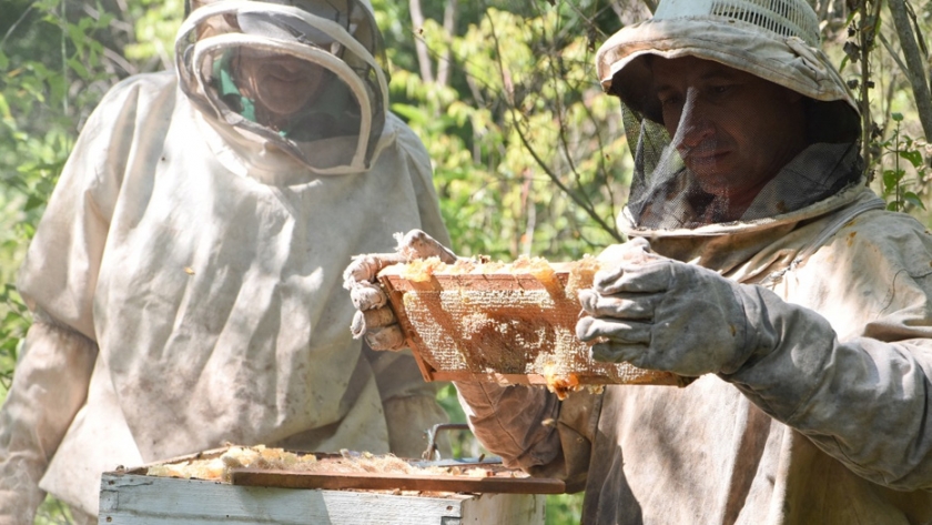 Productores apícolas comenzaron la cosecha de miel