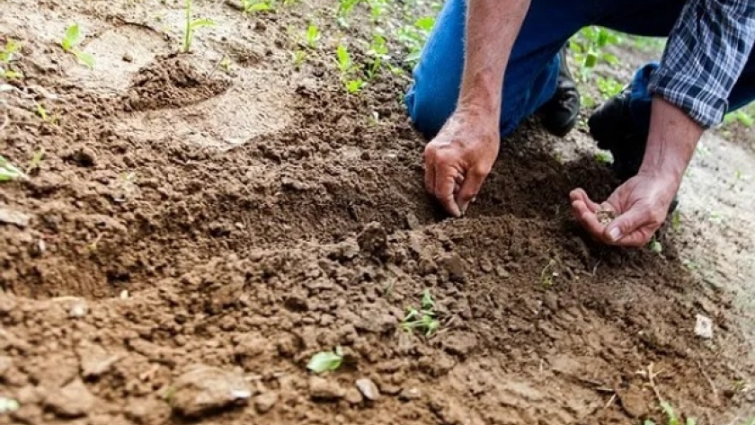 Qué pasa con los residuales de los fertilizantes en tiempos de sequía
