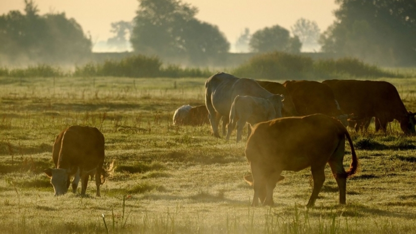 Actualizan el plan nacional para reforzar el control y la erradicación de la garrapata bovina