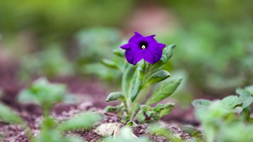 Viedma: Exitosa capacitación sobre reproducción de plantas nativas