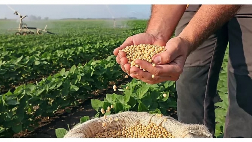 La caída del precio de la soja amenaza la economía argentina: un golpe para las reservas y el superávit