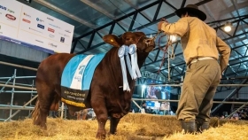 Pagaron $38,5 millones por el 50% de un toro Brangus