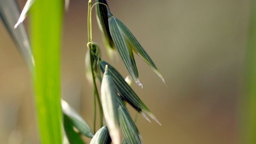 Granos de avena, una alternativa que gana terreno