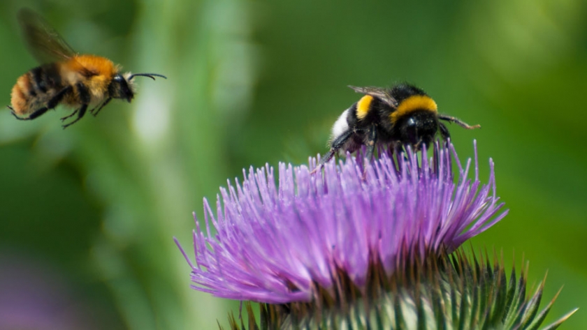 La falta de abejas reducirá cosechas en Canadá y Estados Unidos