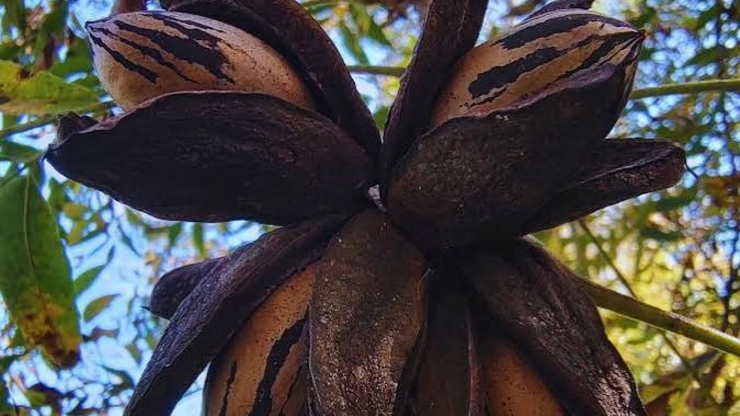 El INTA usa pruebas de ADN para identificar cultivares de pecán