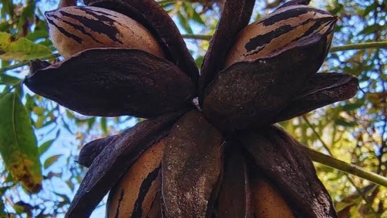 El INTA usa pruebas de ADN para identificar cultivares de pecán