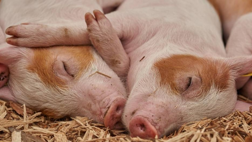 Serket: la tecnología más avanzada del mundo para granjas porcinas