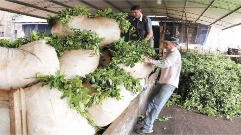 Bioeconomía en la cadena de la yerba mate