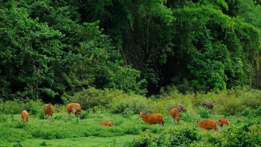 Santuarios de vida silvestre: refugios de esperanza para animales rescatados en todo el mundo