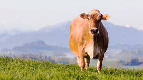 Se desarrolló la segunda capacitación del plan de prevención de enfermedades de transmisión sexual en bovinos