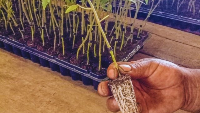 El INTA promueve el uso de injertos en horticulturas