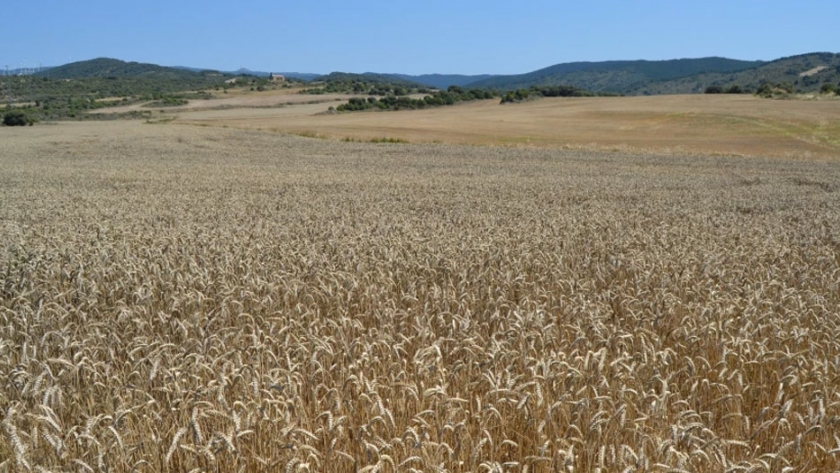El contenido de gluten en el trigo no ha cambiado en 120 años, pese al aumento de celíacos, según un estudio
