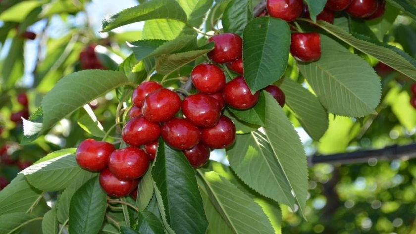 La producción de cerezas en Nueva Zelanda tuvo un inicio lento en 2020 