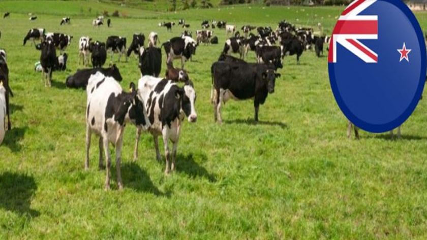 Diez cualidades de un productor lechero de punta en Nueva Zelanda