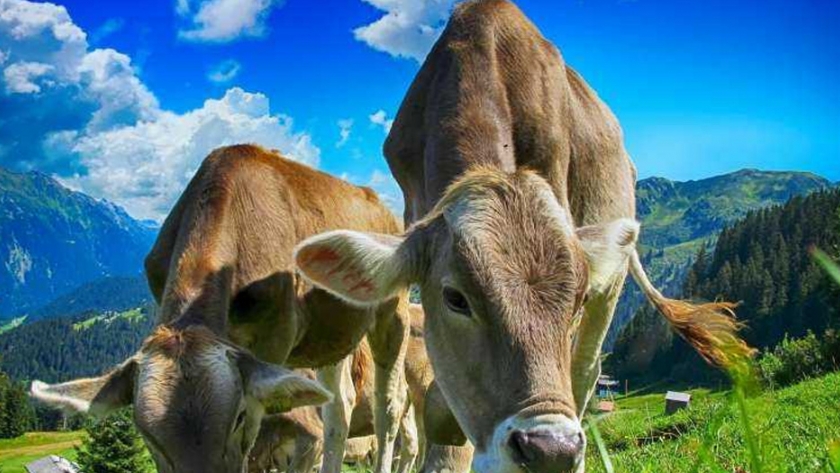 Los genes de ganado recientemente descubiertos podrían ser claves para una industria de carne más sostenible