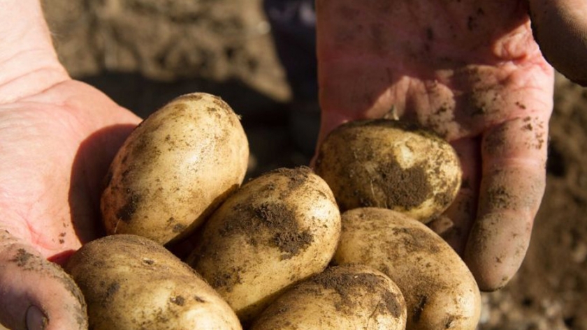 El combustible de hidrógeno y el fertilizante de los desechos agrícolas de papa están en ebullición en un intento por reducir los altos costos para los agricultores