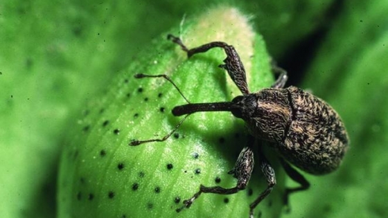 Investigación del INTA y Conicet revela claves sobre la variabilidad del picudo algodonero