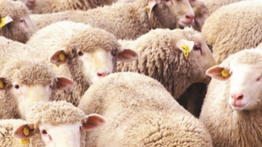 Sistema de gestión sanitaria de bovinos y ovinos que permite mejorar la competitividad del sector