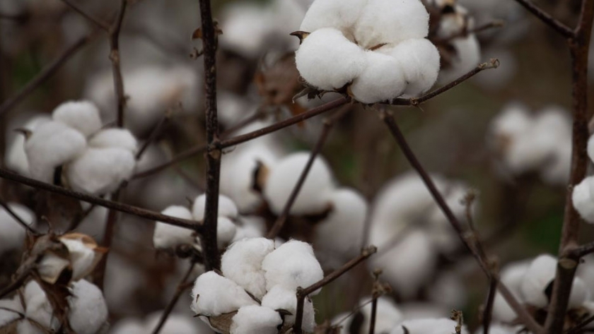Embrapa anuncia bioinsecticida contra plagas en soja, maíz y algodón
