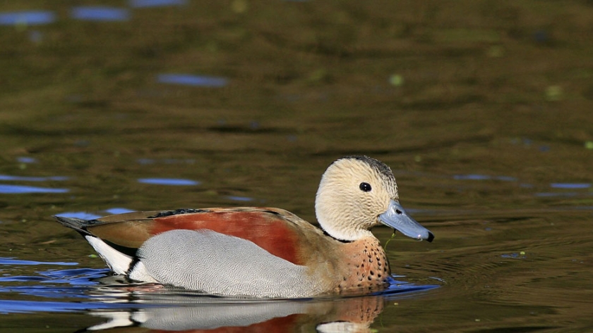Los Parques Urbanos trabajan con asociaciones proteccionistas para el cuidado de la fauna